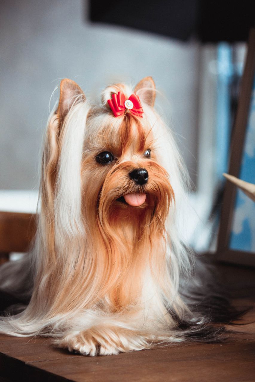 MY STEEL DREAM &mdash; Labaza DogPedigree YorkshireTerrier